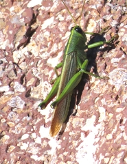 Schistocerca alutacea