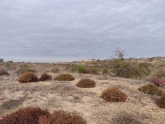 Arctostaphylos myrtifolia