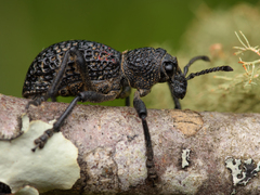 Aegorhinus superciliosus