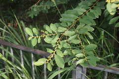 Bridelia tomentosa
