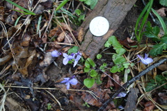 Viola appalachiensis