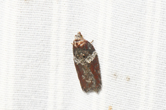 Acleris celiana