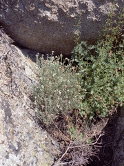 Artemisia albicans