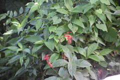 Phaethornis longuemareus