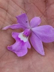 Epidendrum secundum