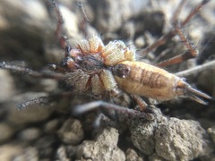 Agelenopsis