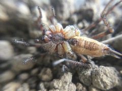Agelenopsis