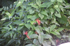 Phaethornis longuemareus