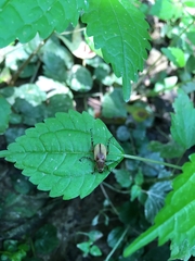 Macrodactylus subspinosus