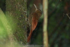 Xiphorhynchus flavigaster