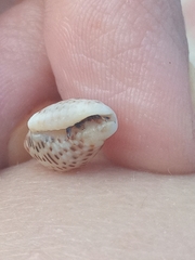 Clibanarius tricolor