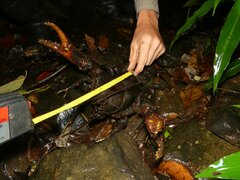 Euastacus hystricosus