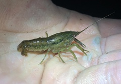 Procambarus fallax
