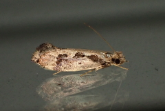 Erechthias capnitis