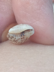 Clibanarius tricolor