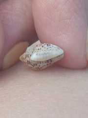 Clibanarius tricolor