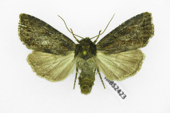 Apterogenum ypsillon