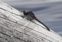 Leucorrhinia proxima