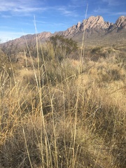 Sporobolus contractus