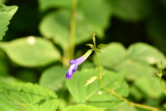 Salvia caudata