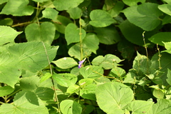 Salvia caudata