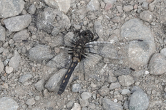 Leucorrhinia proxima