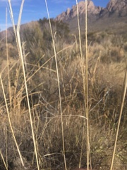 Sporobolus contractus