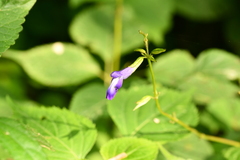 Salvia caudata