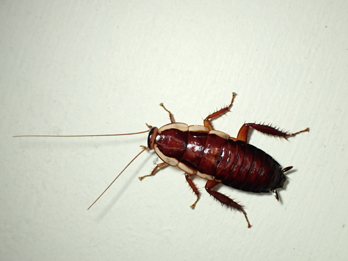 Gisborne Cockroach photo 3