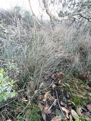 Juncus patens