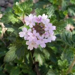 Glandularia gooddingii