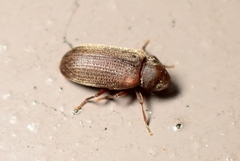 Anobium punctatum