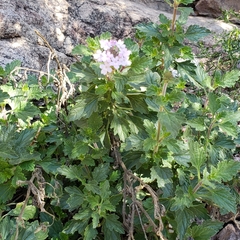 Glandularia gooddingii