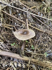 Amanita pekeoides