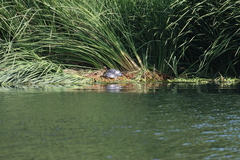 Trachemys ornata