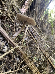 Amanita pekeoides