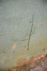 Caribbiopheromera trinitatis