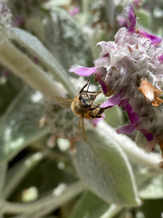 Apis mellifera