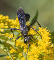 Sphecinae