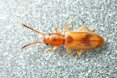 Cryptamorpha desjardinsi