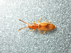 Cryptamorpha desjardinsi