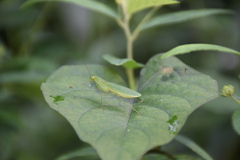 Tithrone roseipennis