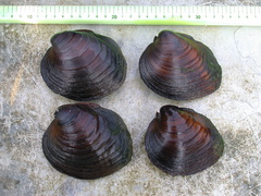 Reginaia ebenus