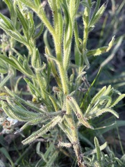 Cryptantha intermedia