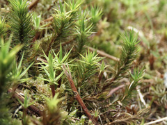 Polytrichadelphus magellanicus