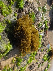 Ahnfeltiopsis concinna