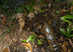 Euastacus hystricosus