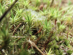 Polytrichadelphus magellanicus