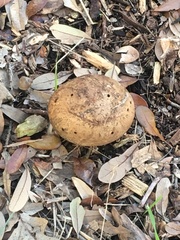 Amphibolips quercuspomiformis