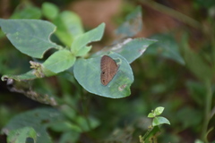 Hermeuptychia canthe